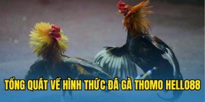 Tổng quát về hình thức đá gà Thomo Hubet