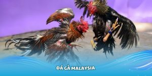 Đá Gà Malaysia Hubet - Sản Phẩm Cá Cược Hấp Dẫn Năm 2025