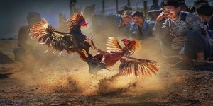 Gà Ngũ Sắc - Giải Mã Tất Tần Tật Về Giống Chọi Kê Này